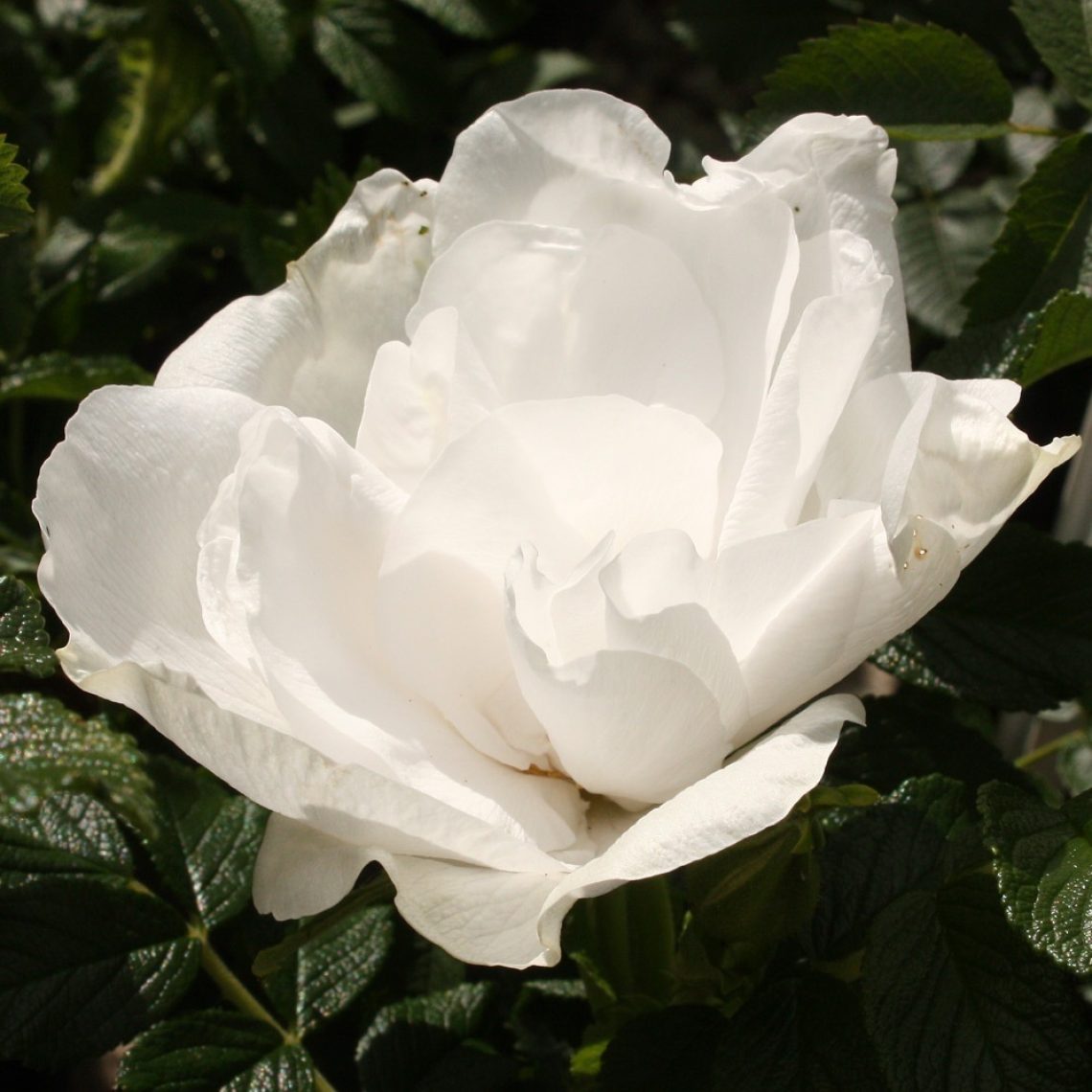 Duchy of Cornwall Nursery