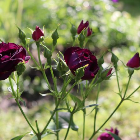 Duchy of cornwall nursery Duchy of Cornwall Nursery