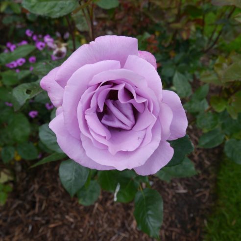 Moody blue rose deals
