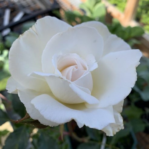 Margaret merril rose discount