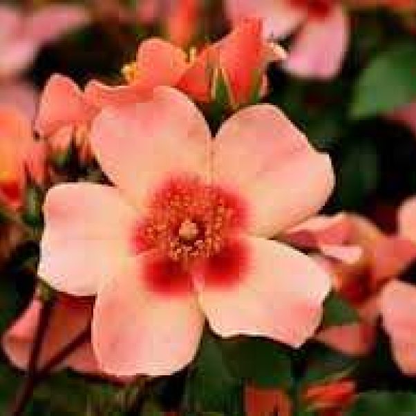 Lonicera Strawberries & Cream