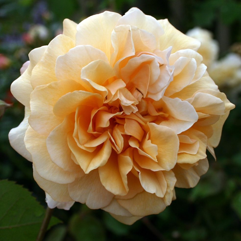 Rosa Buff Beauty