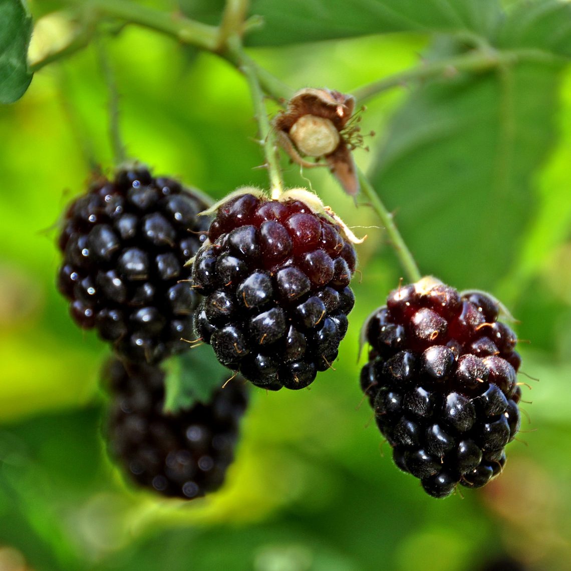 Duchy of Cornwall Nursery