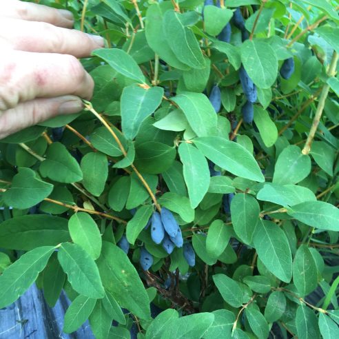 blue banana online shop