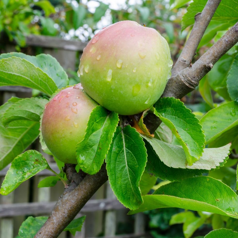 Apple James Grieve M26