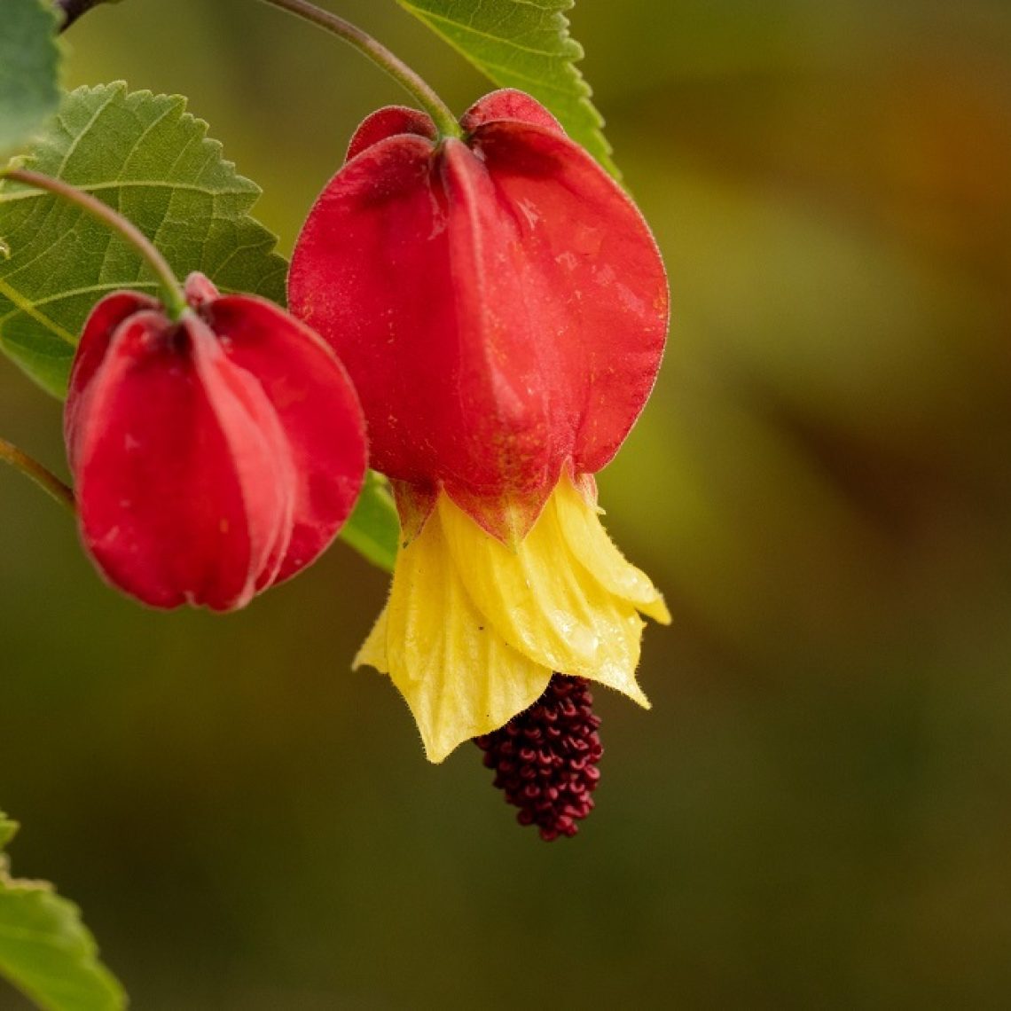 Abutilon Kentish Belle