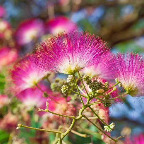 Albizia julibrissin ombrella deals