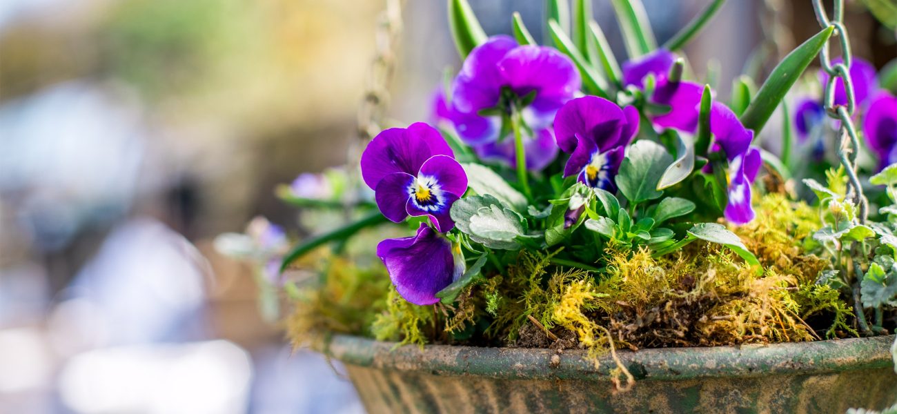 Hanging basket with purple flowers at Duchy nursery, a garden centre in Cornwall.