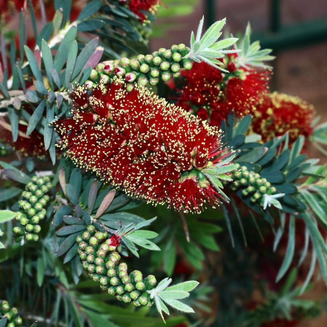 Callistemon viminalis Little John 2/3L | Duchy of Cornwall Nursery