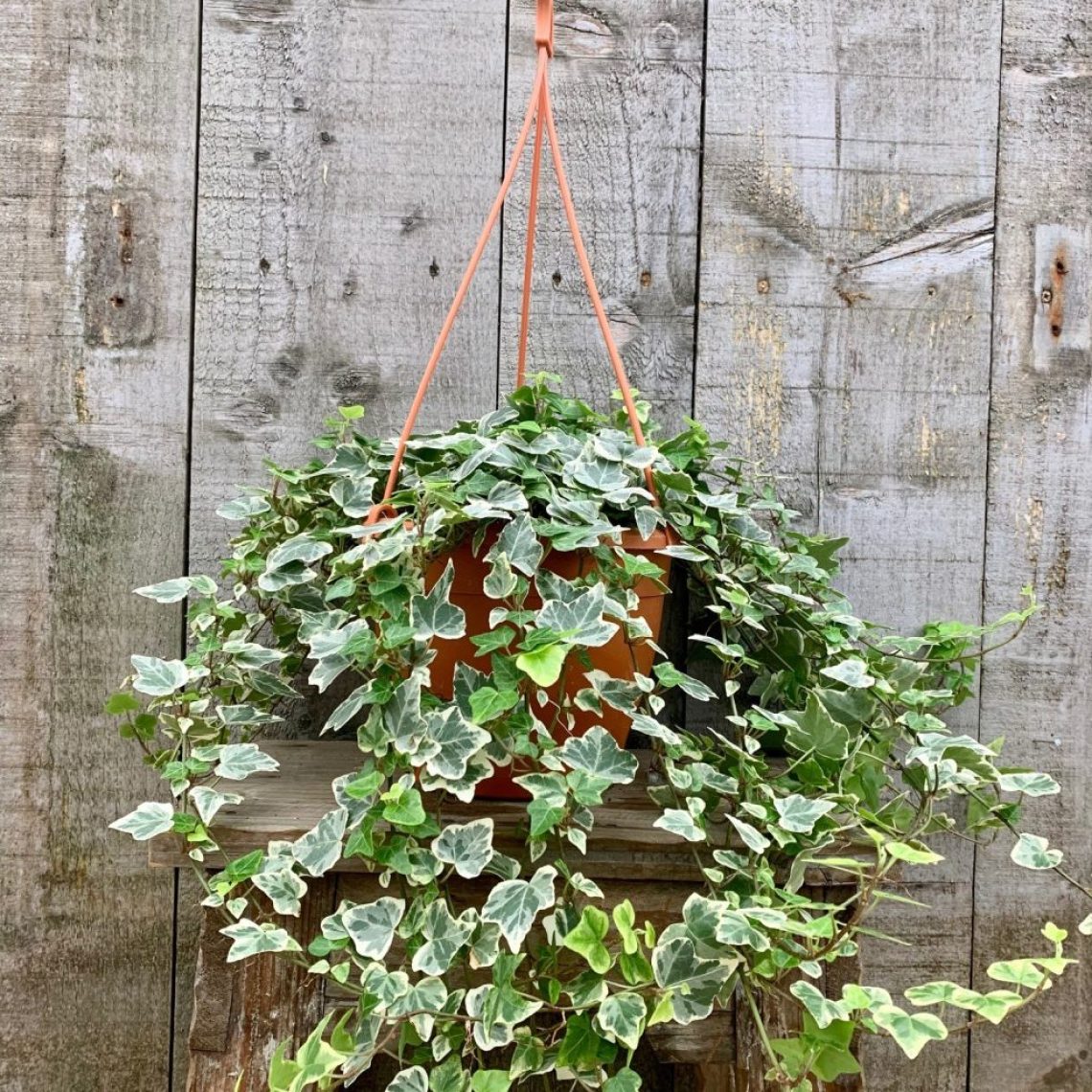 Hedera Helix White Wonder Duchy Of Cornwall Nursery hedera-helix-white-wonder-duchy-of-cornwall-nursery