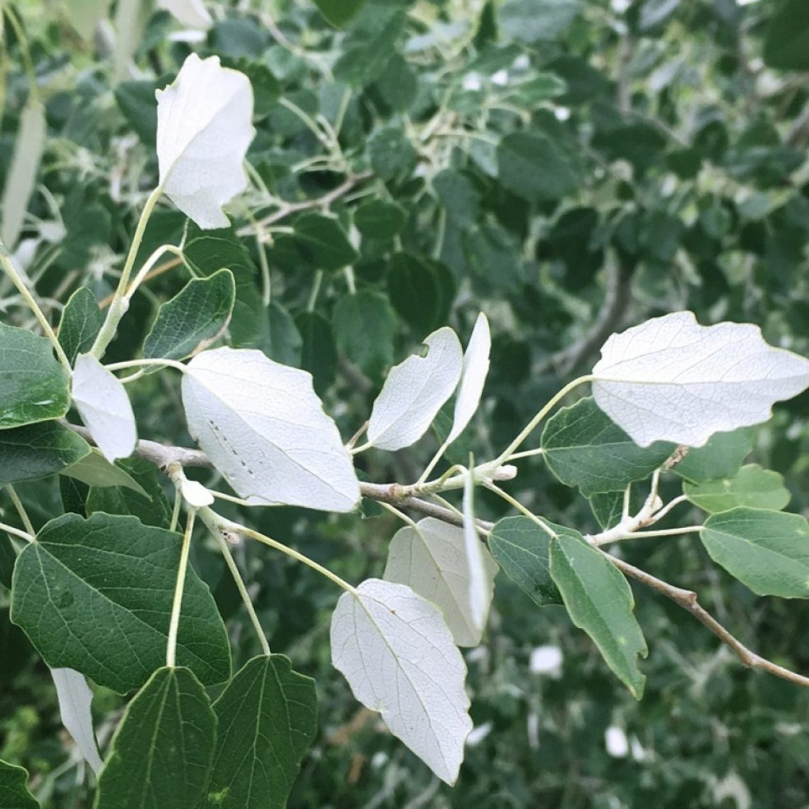 Populus Alba 80-100cm (White Popular) | Duchy of Cornwall Nursery