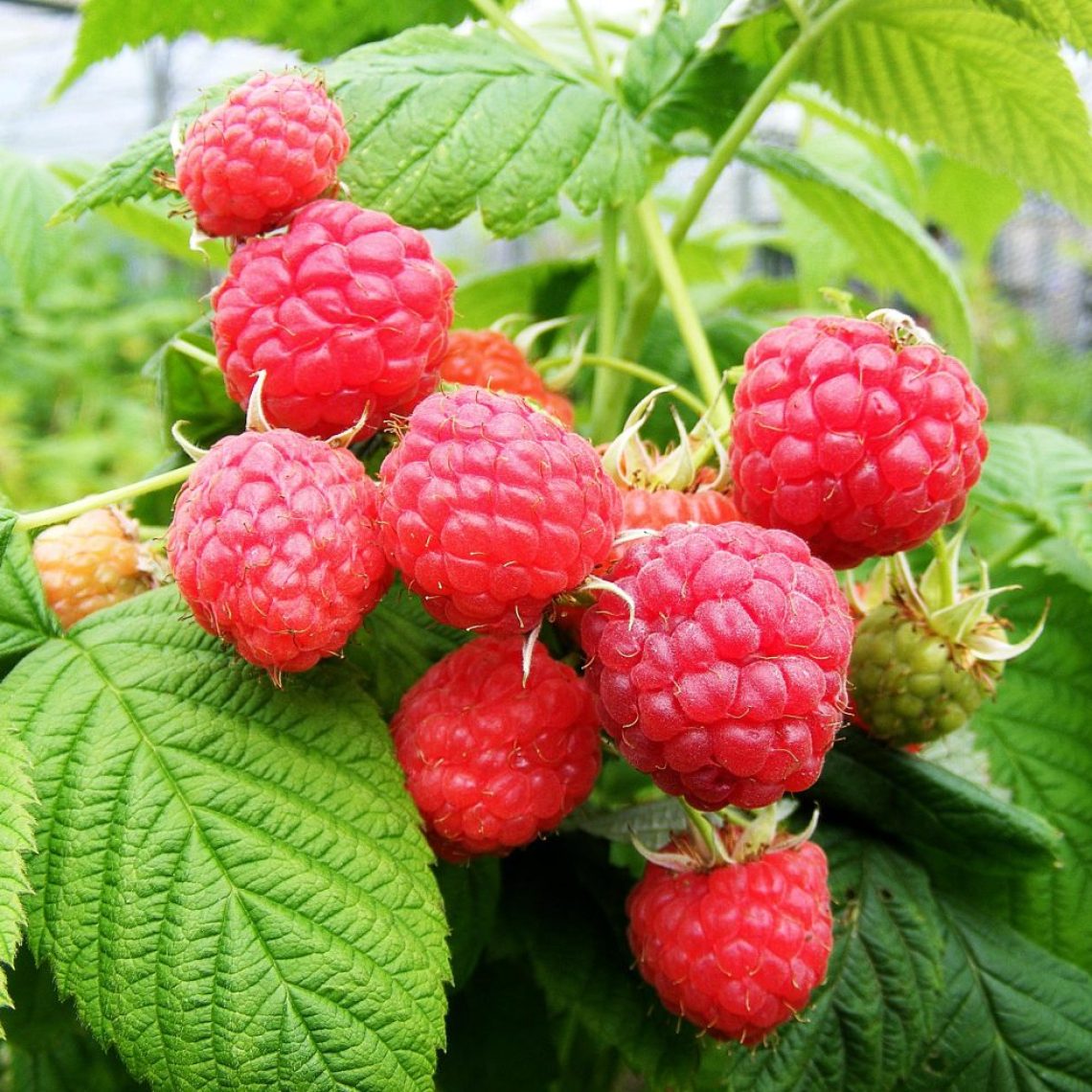 Raspberry Malling Promsie | Duchy of Cornwall Nursery