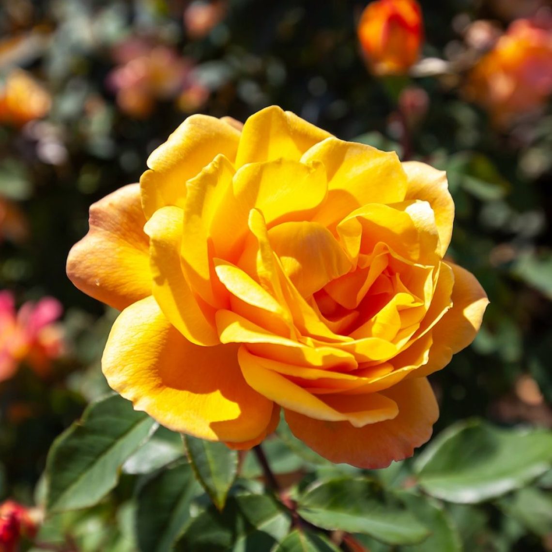 Rosa Strike it Rich 4L | Duchy of Cornwall Nursery