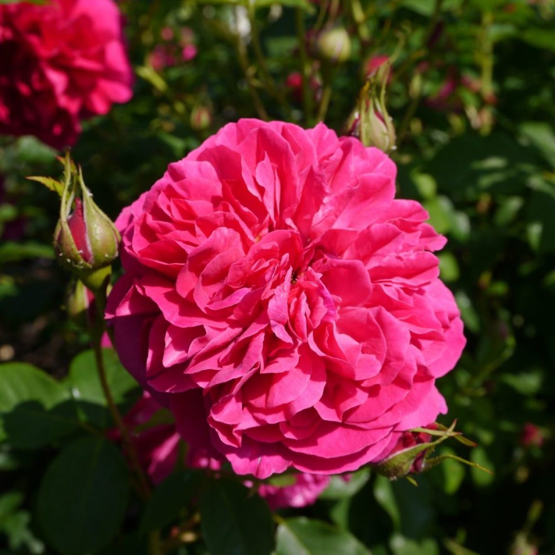 Rosa Thomas A' Becket 4L | Duchy of Cornwall Nursery
