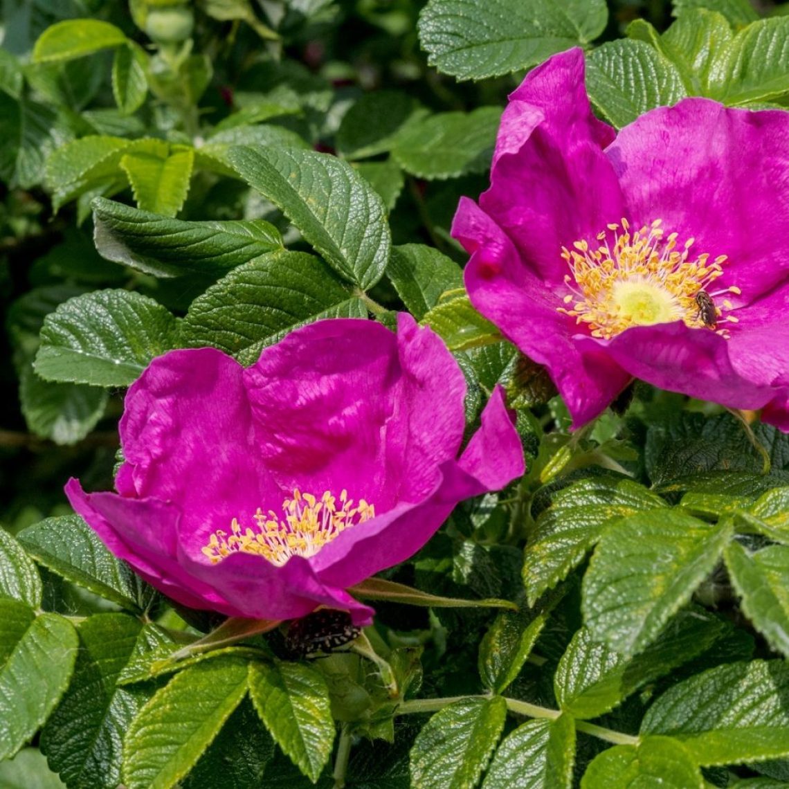 Rosa rugosa Rubra 40-60cm | Duchy of Cornwall Nursery