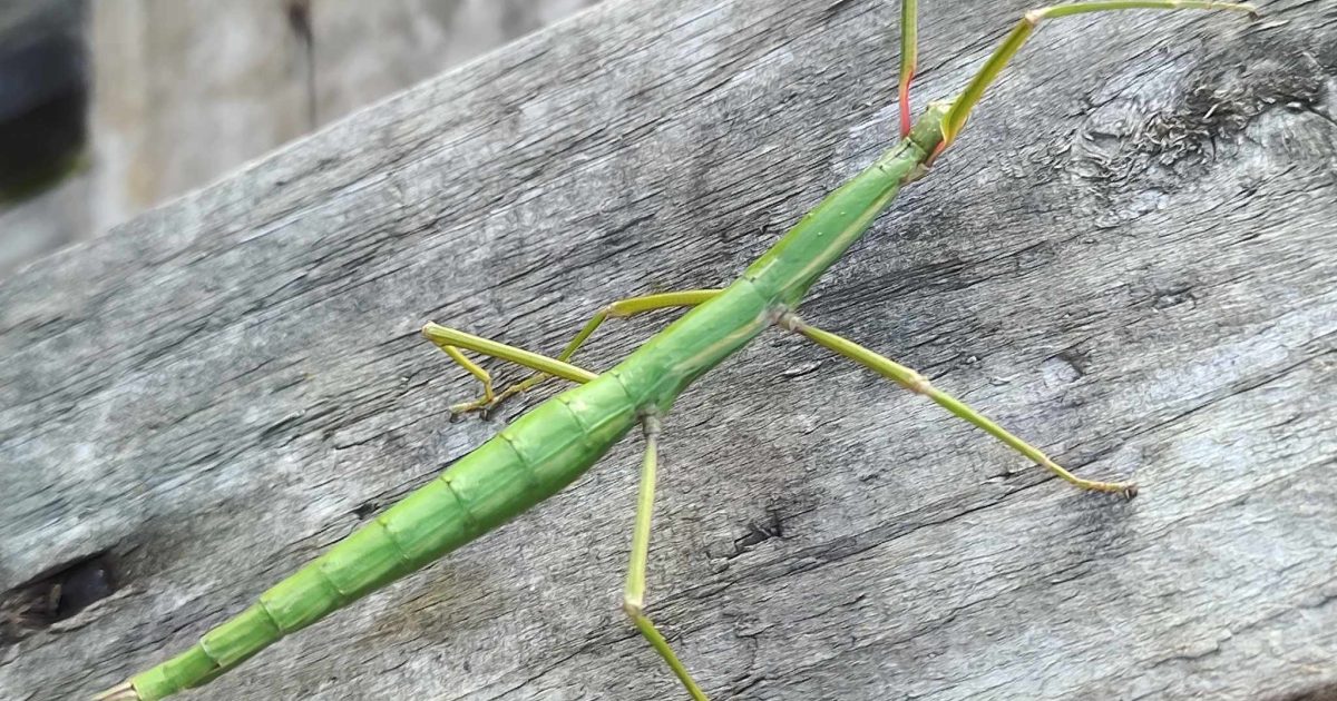 The Nursery Team - Talk stick insects | Duchy of Cornwall Nursery