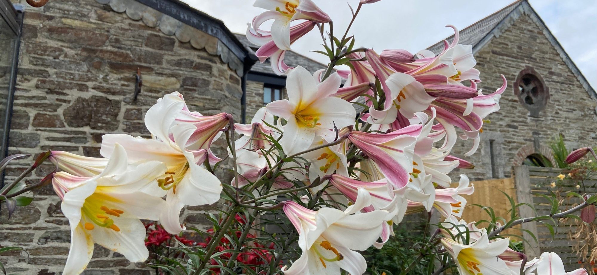Growing lilies in pots