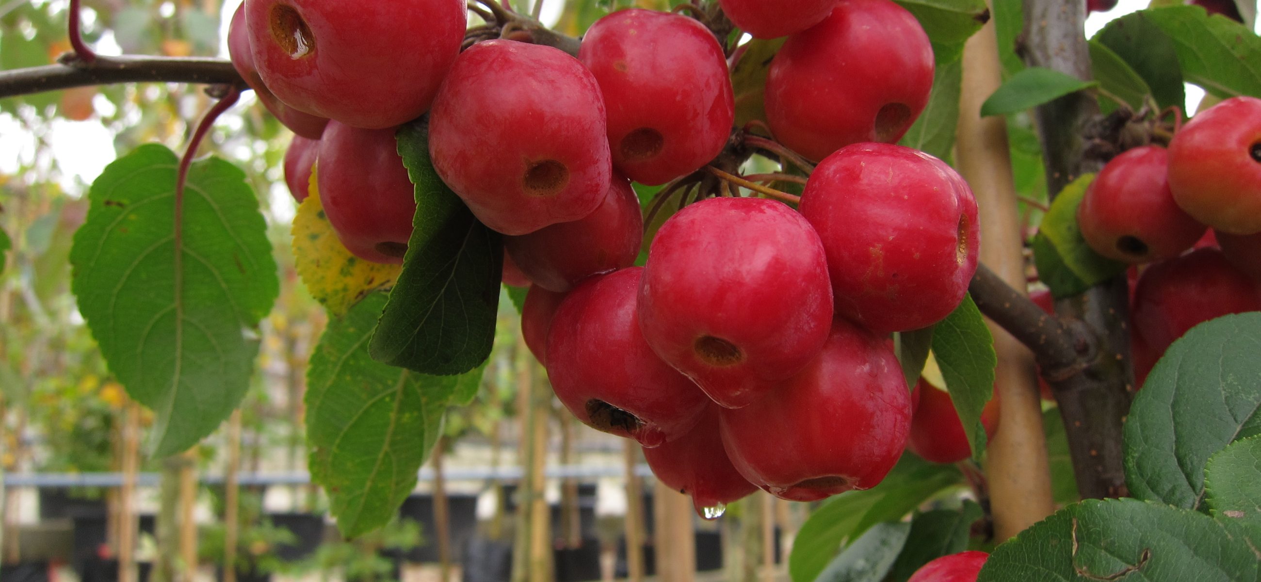 Garden tips from the Nursery Gardens October