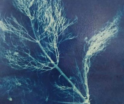 Cyanotype Workshop - Morning Session