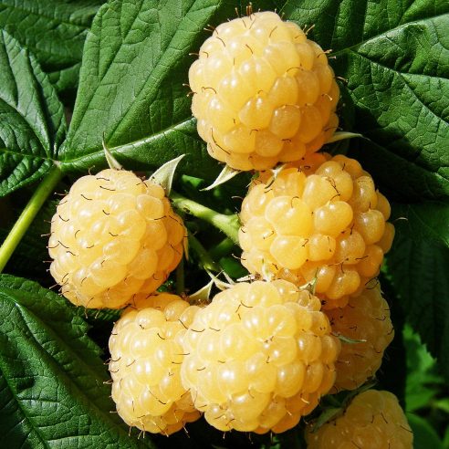 Raspberry All Gold | Duchy of Cornwall Nursery