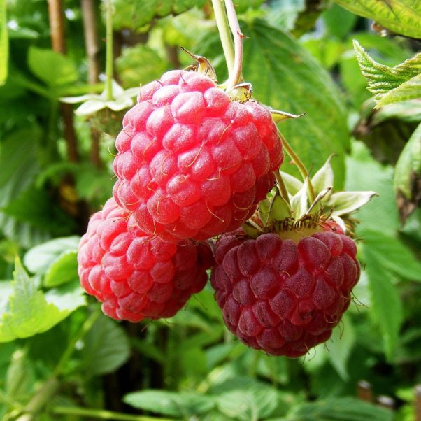 Duchy of Cornwall Nursery