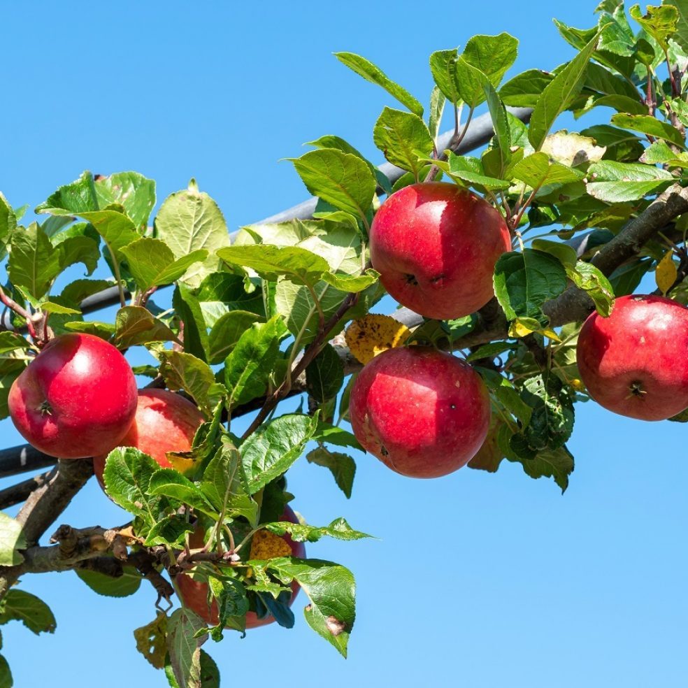 Apple Red Devil MM106 12L | Duchy of Cornwall Nursery