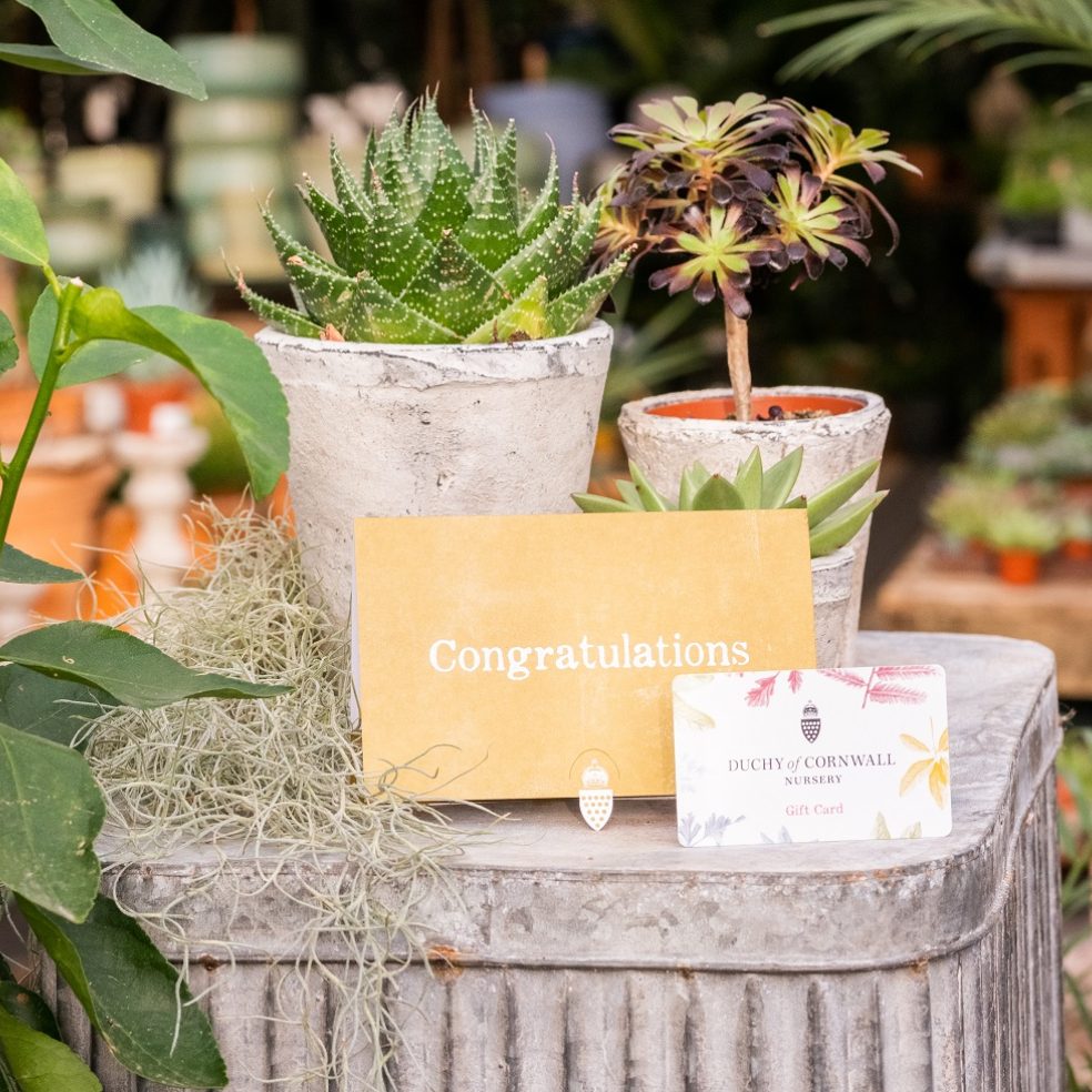 'Congratulations' Gift Card | Duchy of Cornwall Nursery