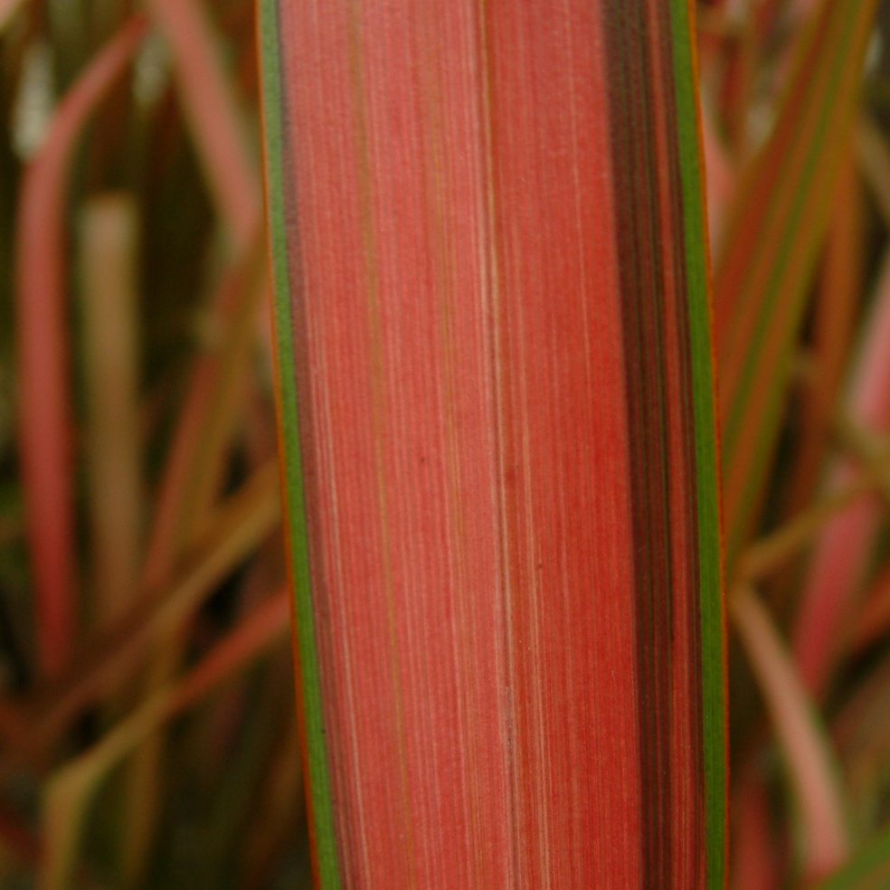 Formium Jester Phormium Jester 2/3L | Duchy of Cornwall Nursery