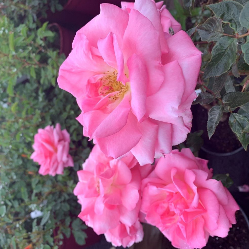 Rosa Dancing Queen 4L | Duchy of Cornwall Nursery