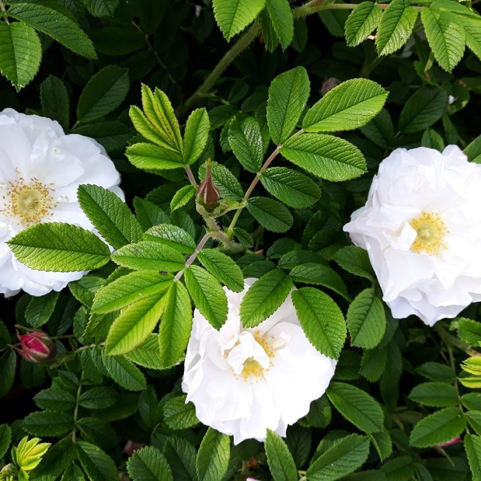 Rosa rugosa Alba 40-60cm | Duchy of Cornwall Nursery
