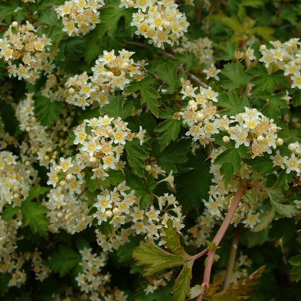 Stephanandra incisa Crispa 2/3L | Duchy of Cornwall Nursery